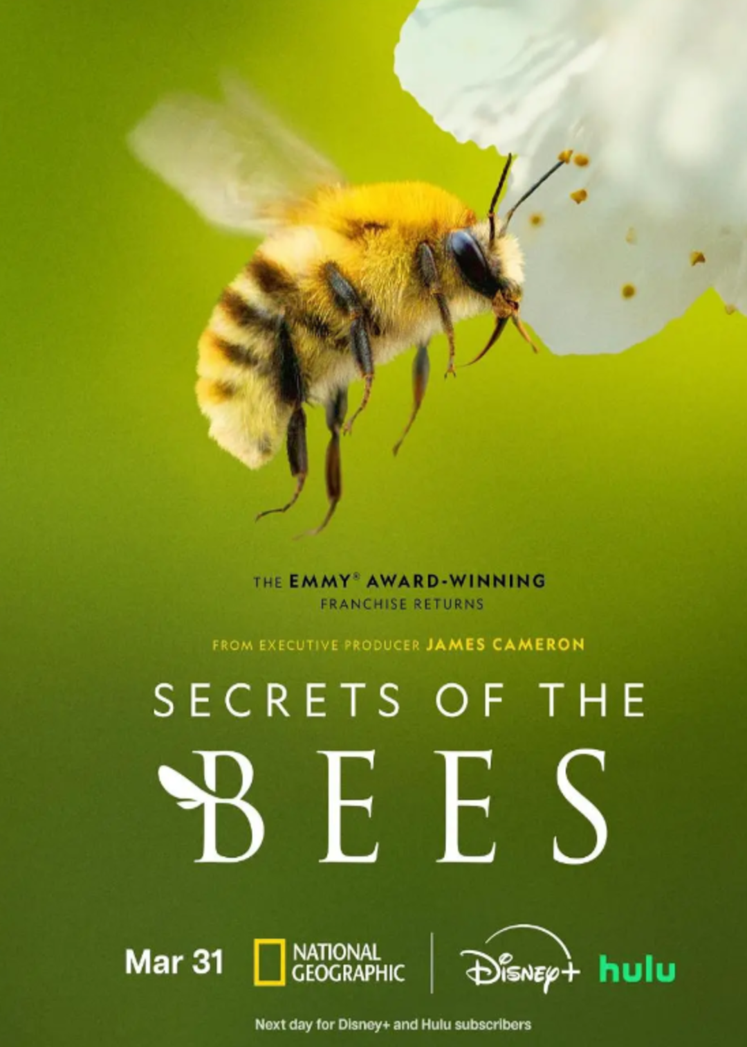 蜜蜂的秘密封面图