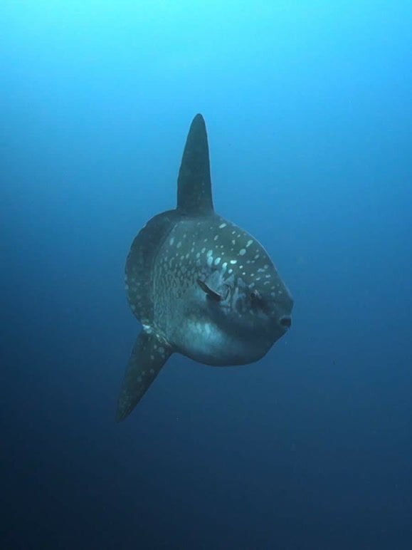 荒蛮之地太平洋封面图