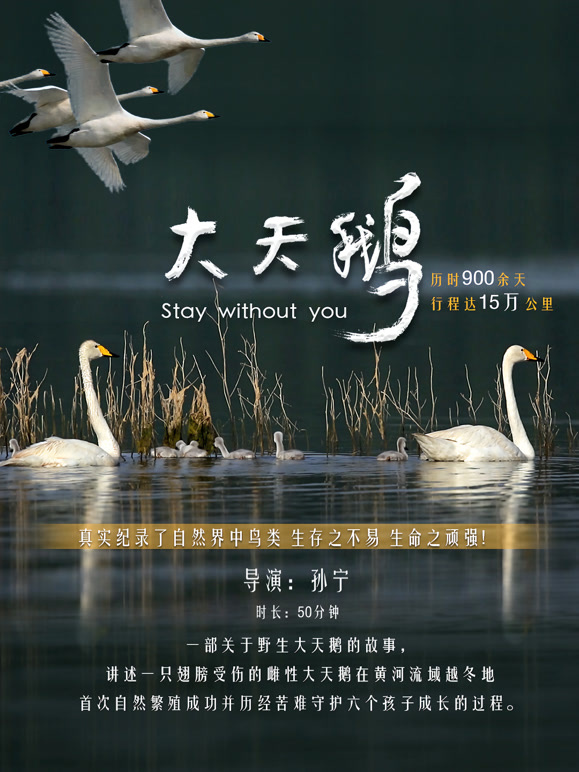 大天鹅封面图