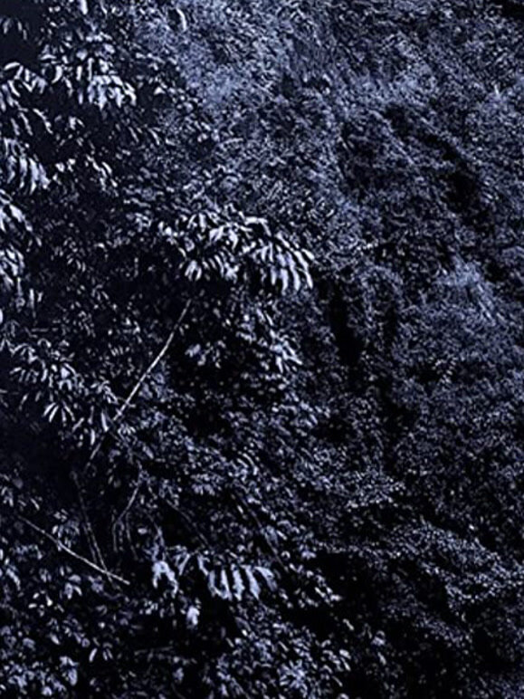 可可的隐秘史封面图