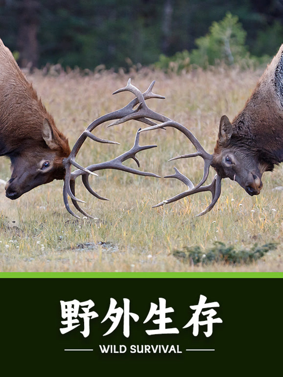 野外生存封面图