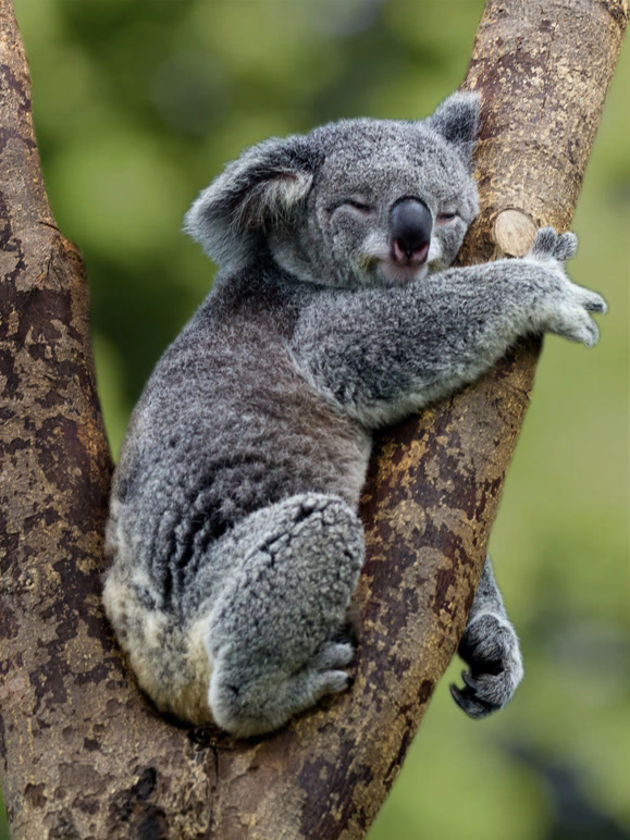 荒蛮之地澳大利亚封面图