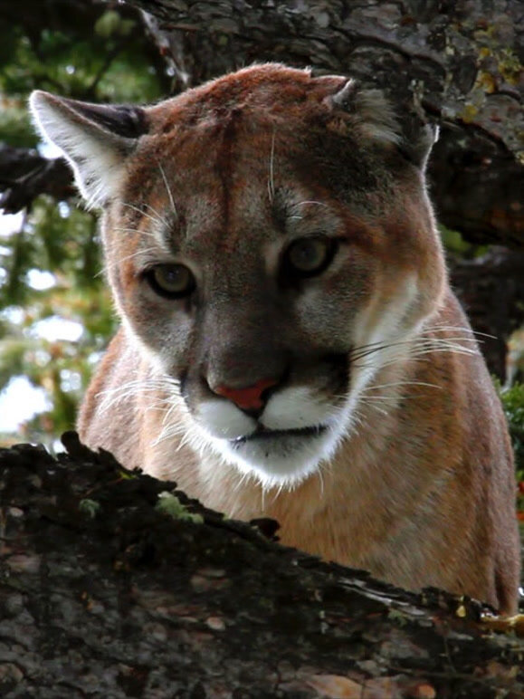 落基山忍者封面图