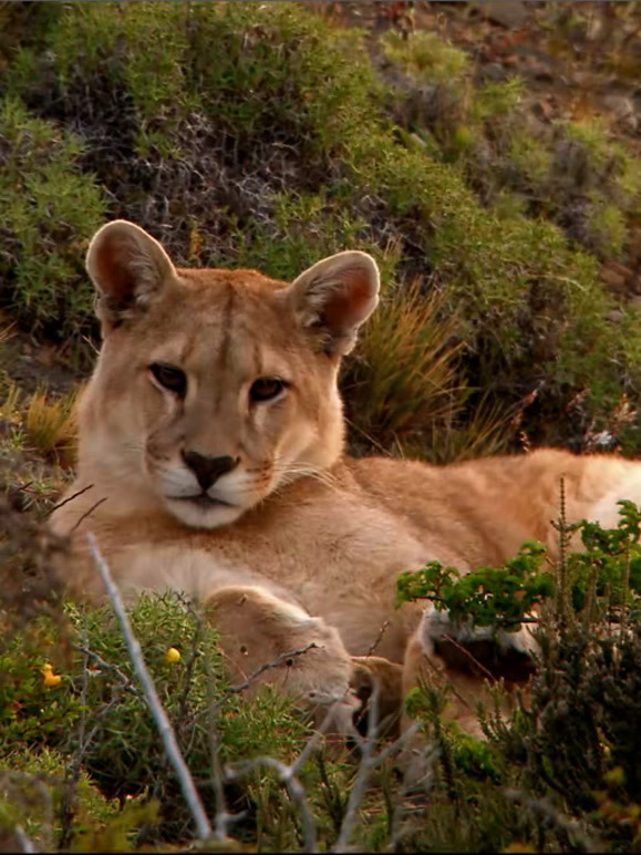 野生赢家封面图