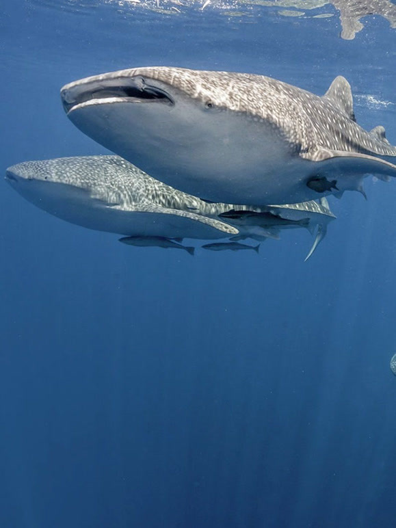 大自然的攻击封面图