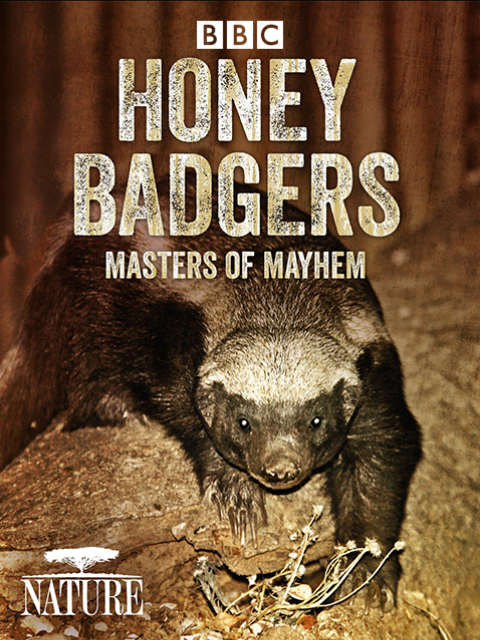 自然世界：蜜獾-毁坏大师封面图