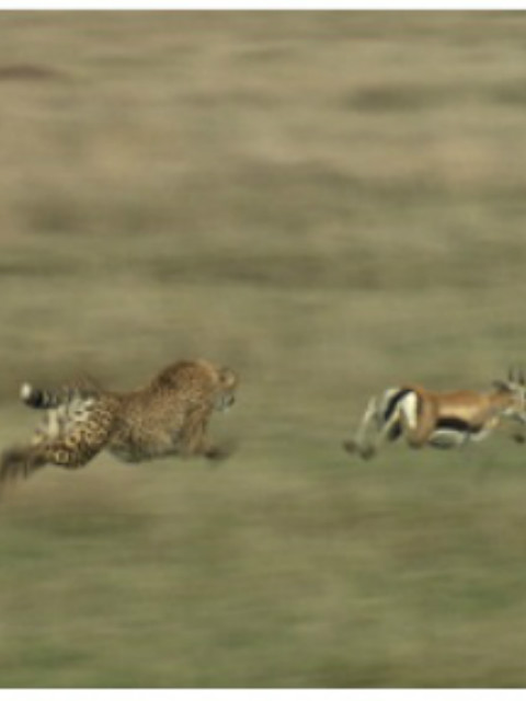 猎物VS猎手 塞伦盖蒂平原上的生存之战封面图