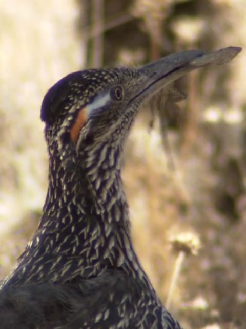 荒野之谜第六季封面图