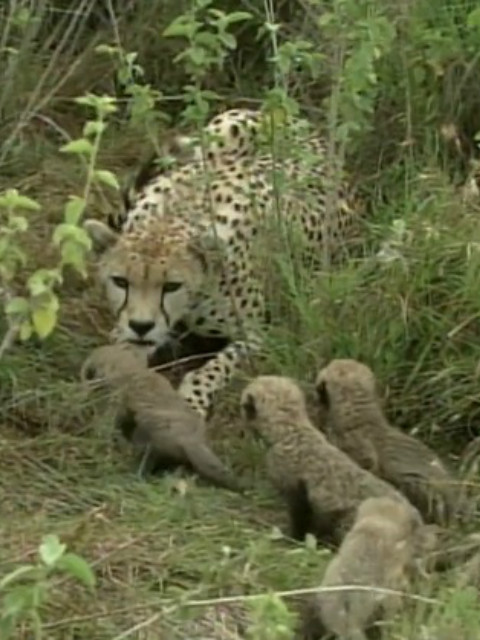 荒野之谜 第三季封面图