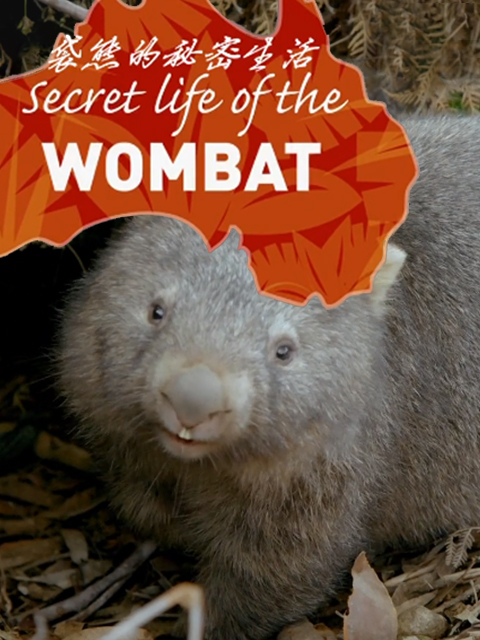 袋熊的秘密生活封面图