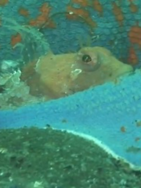 季节之海封面图