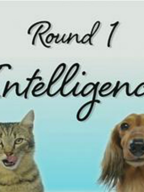 猫狗之争 谁更适合做宠物封面图