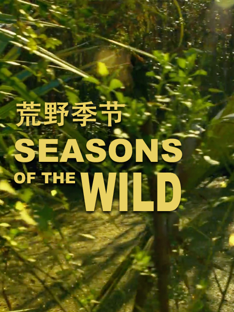 荒野季节  第一季封面图