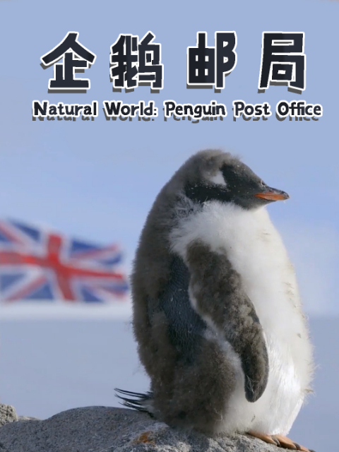 企鹅邮局封面图