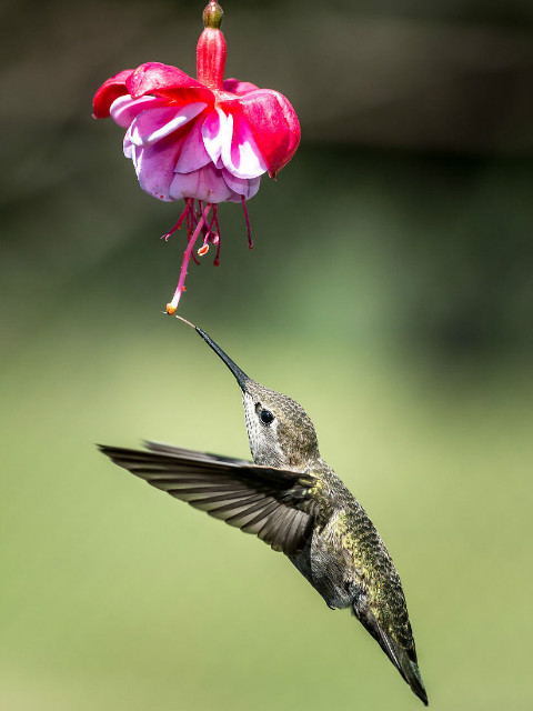 蜂鸟-珍贵的使者封面图