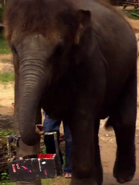 非凡动物 第一季封面图