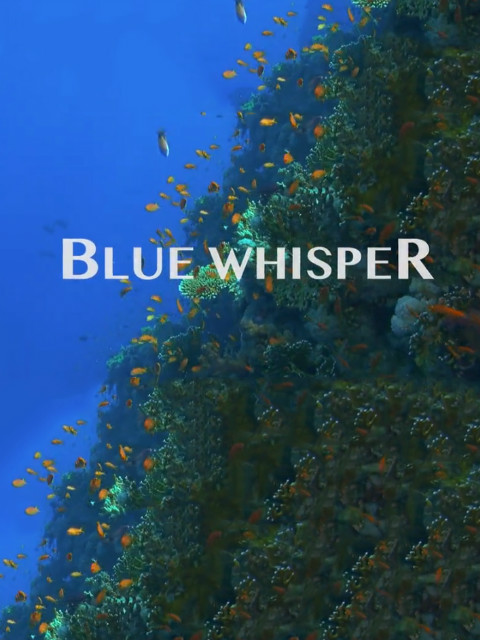 海中细语封面图