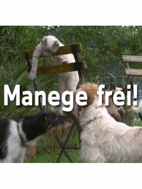 马戏团的故事封面图