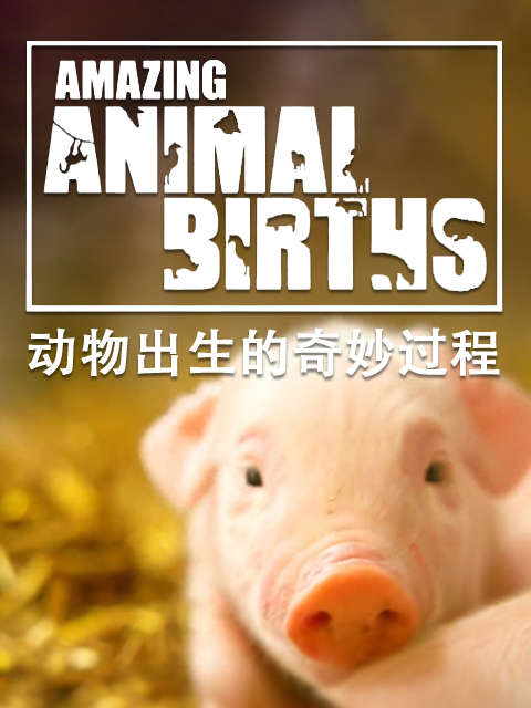 动物出生的奇妙过程封面图
