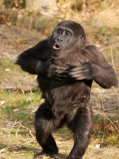 超级聪明的动物封面图