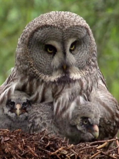 为打猎而生的新生活封面图