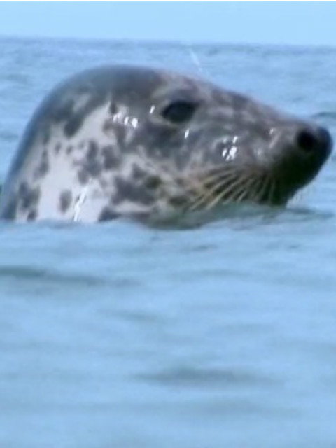 为游泳而生的新生活封面图