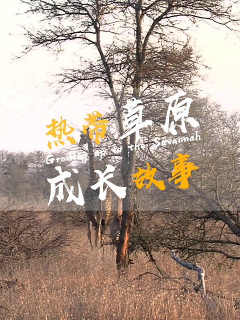 热带草原成长故事封面图