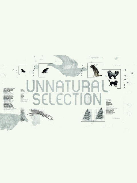 非自然选择封面图
