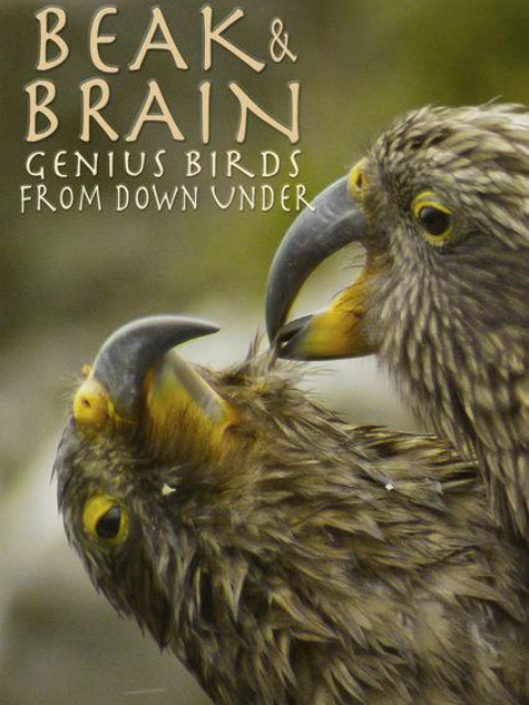 天才鸟类封面图