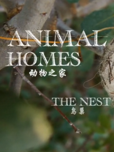 动物之家 天生的工程师封面图