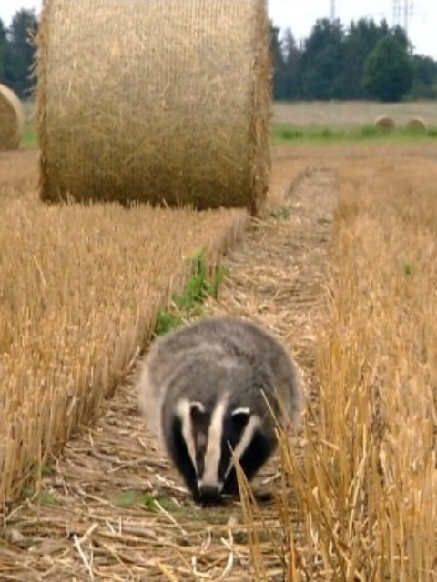 神奇的旷野封面图