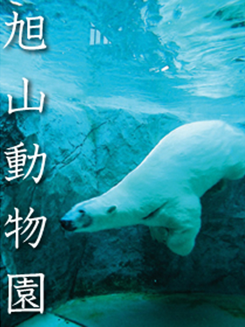 旭山动物园封面图
