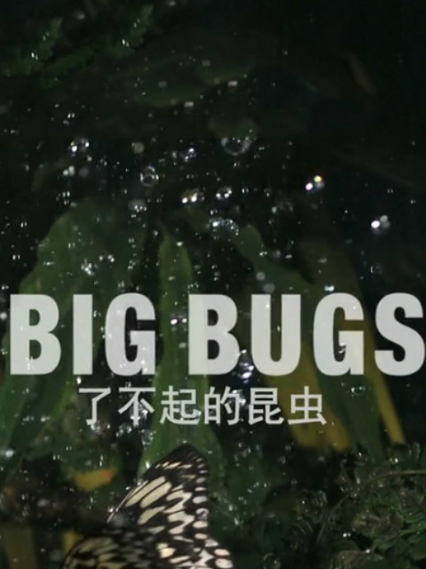 了不起的昆虫封面图