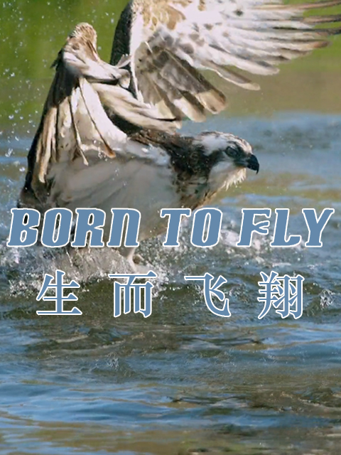 生而飞翔封面图