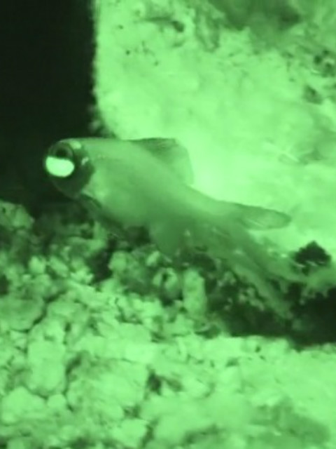 自然奇境第五季封面图