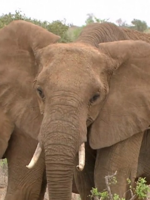 自然奇境第一季封面图