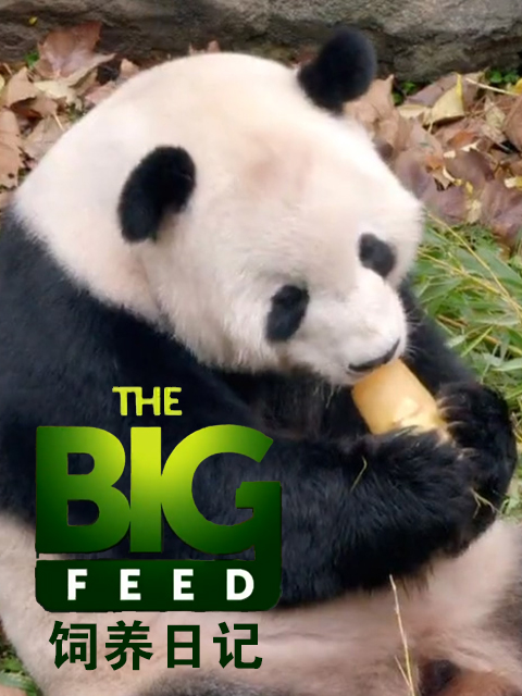 饲养日记封面图