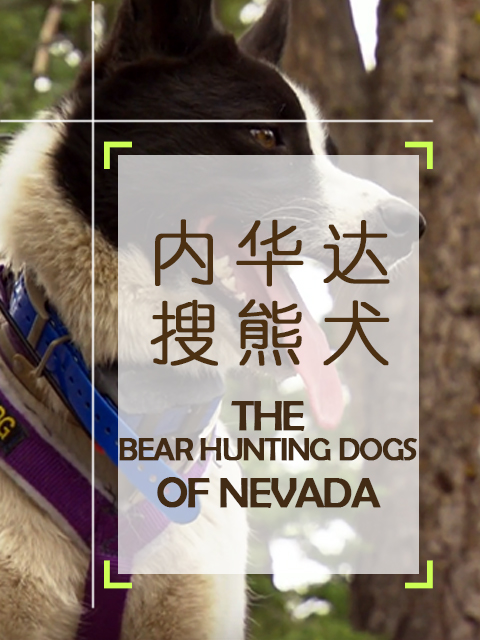 内华达搜熊犬封面图