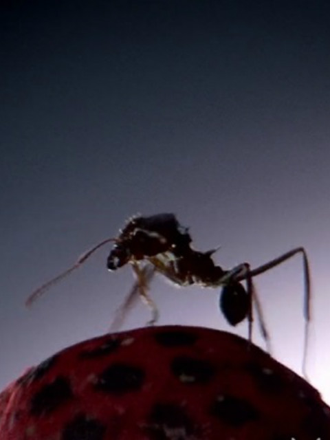 蚂蚁国 大自然的秘密强邦封面图