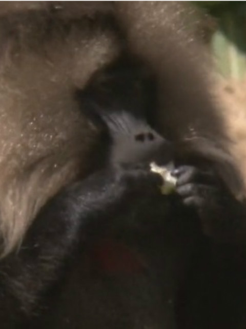 荒野之谜第四季封面图