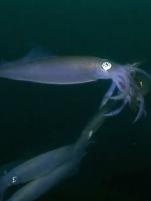 乌贼：在一个晚上爱与死亡封面图