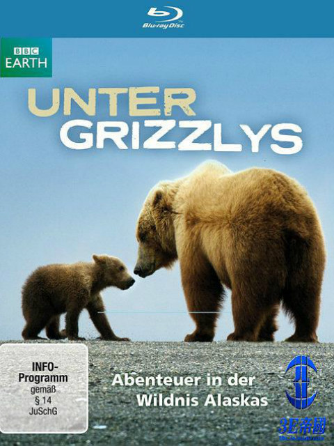 监视大熊封面图