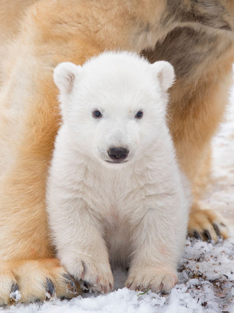 北极熊宝宝封面图