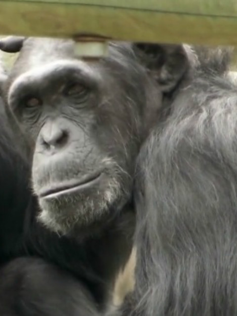 自然世界：大猩猩看电视封面图