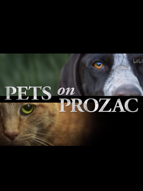 服用百忧解的宠物封面图