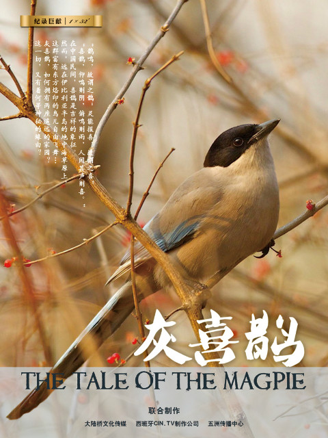 灰喜鹊封面图