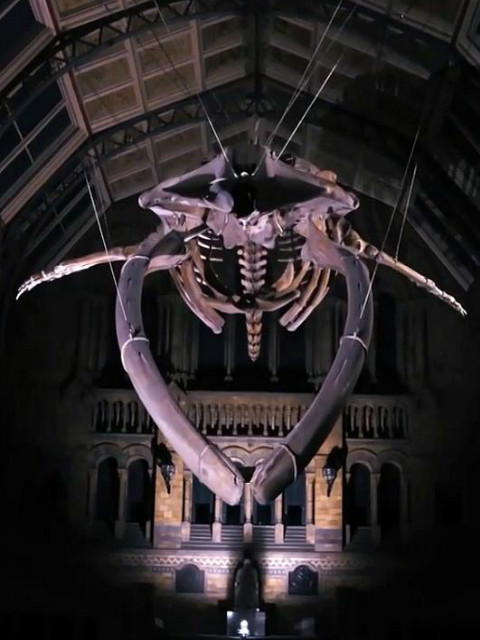 地平线：恐龙迪皮与蓝鲸希望封面图