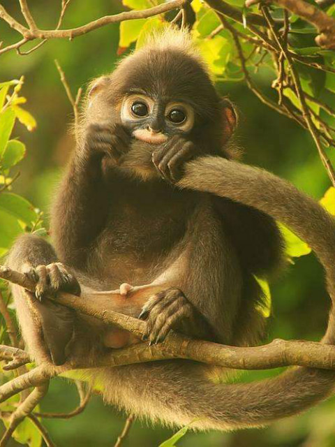 最后的叶猴封面图