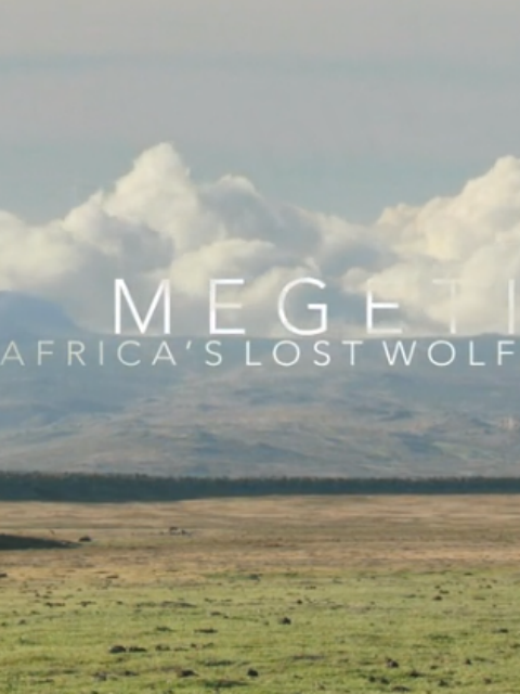 非洲孤狼封面图