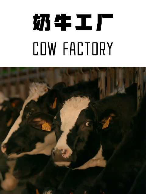 奶牛工厂封面图